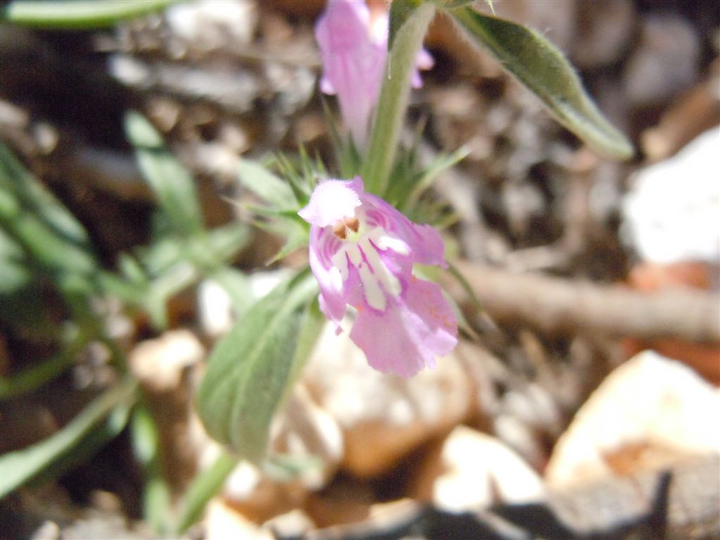 Colle Rotondo (AQ) : Galeopsis angustifolia